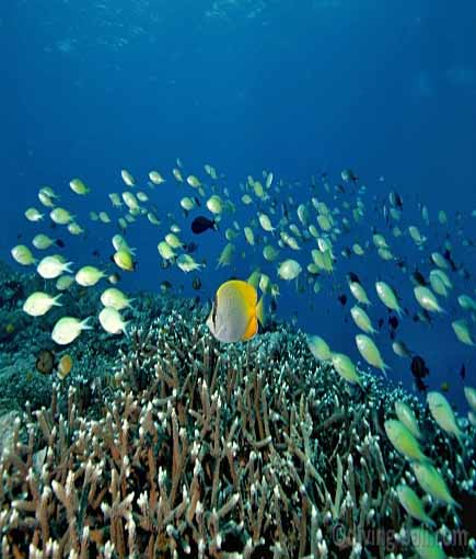 Tulamben Wreck Divers - Coral Gardens dive site