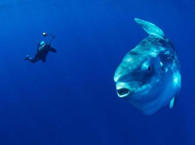 Mola Mola with Tulamben Wreck Divers